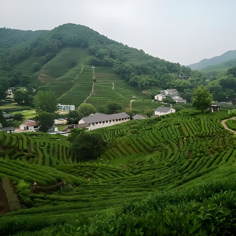 8-Hour Hangzhou Tea Hills Hiking Tour from Shanghai with Longjing