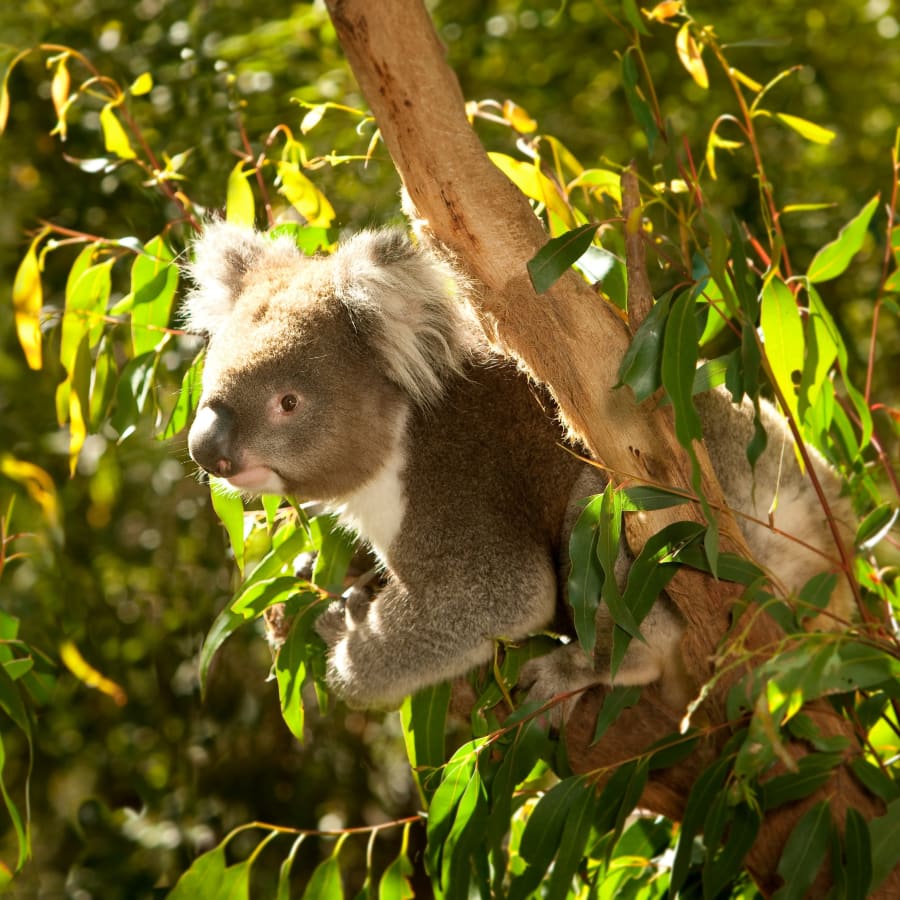 Full-Day Yarra Valley Wine Tour with Healesville Sanctuary