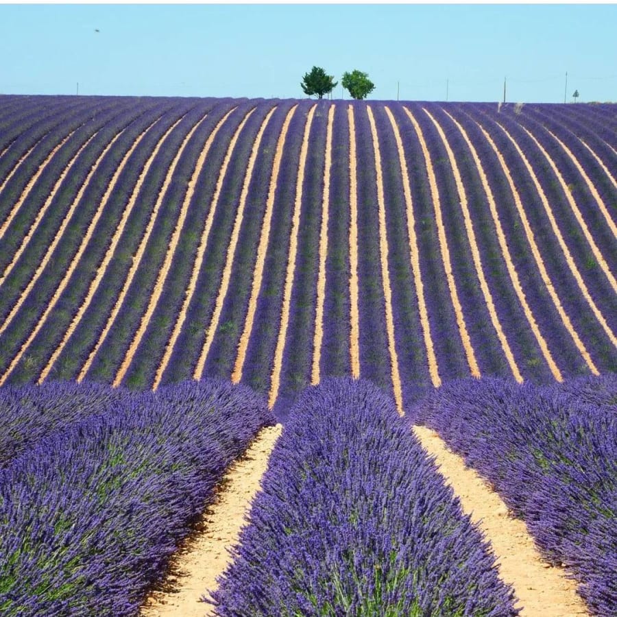 8-Hour Valensole Lavender Tour from Aix-en-Provence with Verdon
