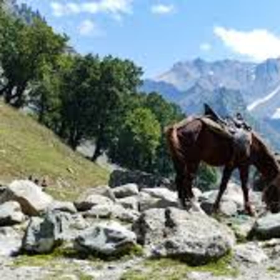 5-Day Kashmir Sightseeing Tour with Dal Lake and Gulmarg Gondola