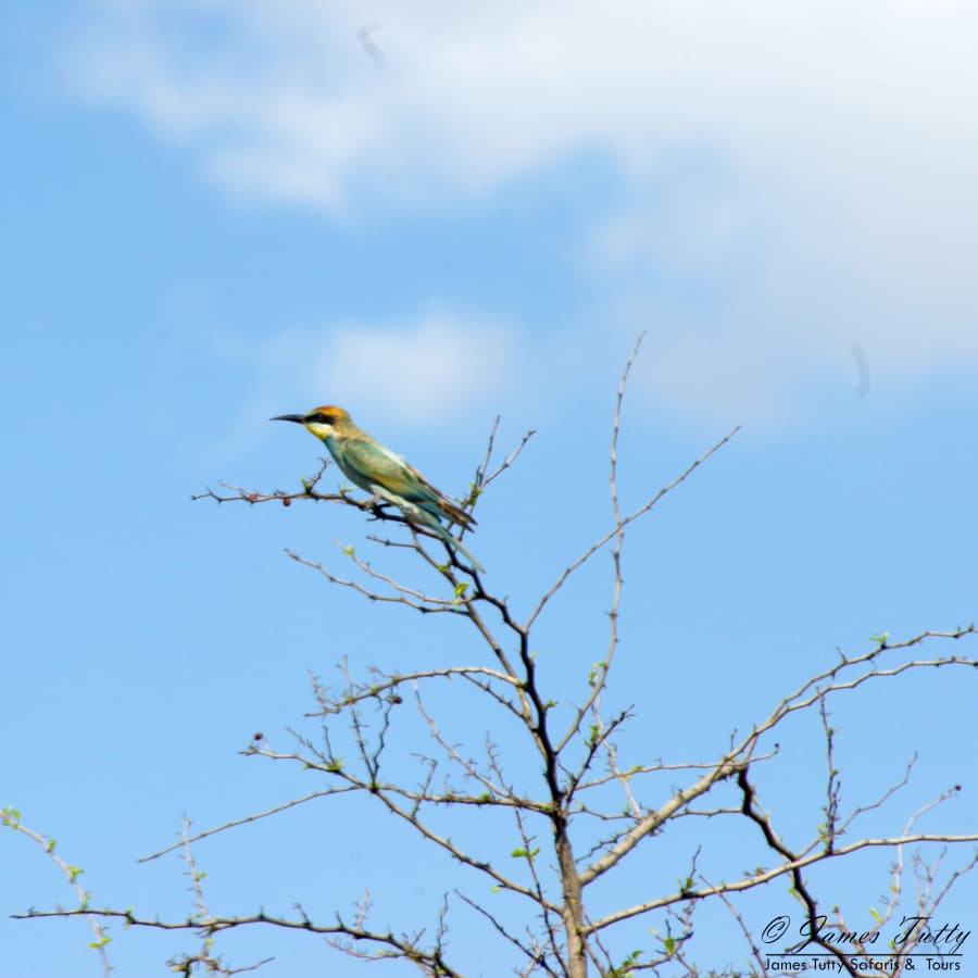 1-Day Pilanesberg Safari from Johannesburg with Big 5 Game Drives