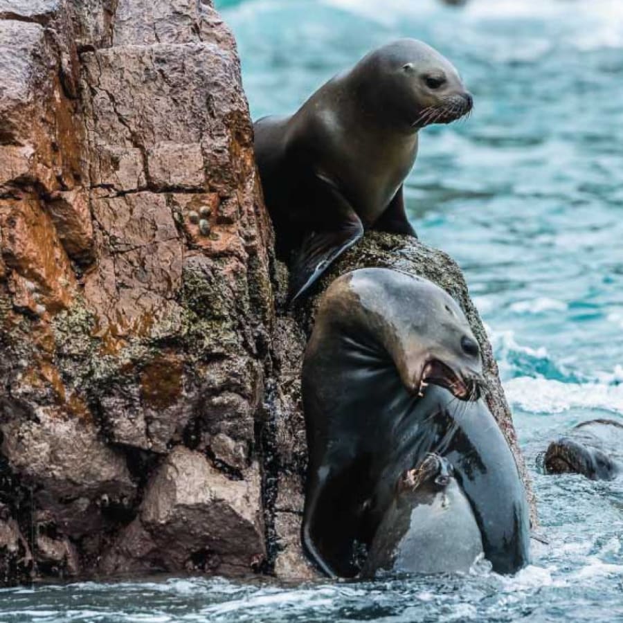 Tour de 1 día a Islas Ballestas y Paracas desde Huacachina o Ica