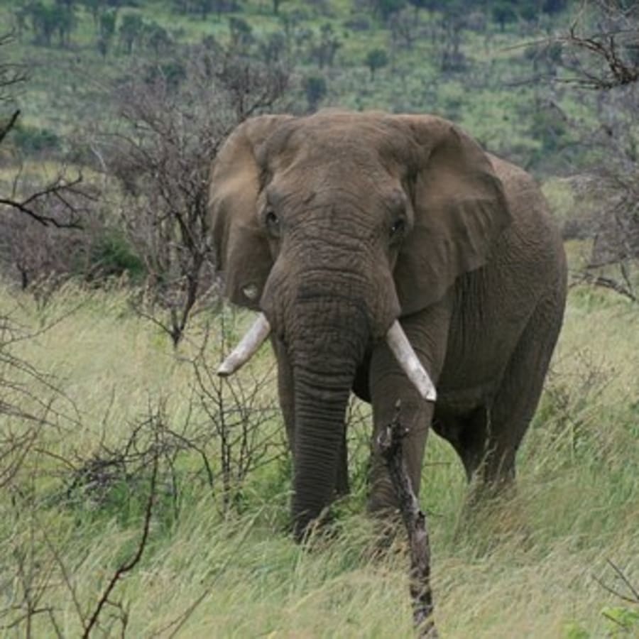 9-Hour Pilanesberg Safari from Johannesburg with Sun City Visit