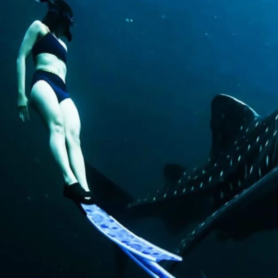 2-Day Lombok to Sumbawa Whale Shark Tour with Kenawa Island