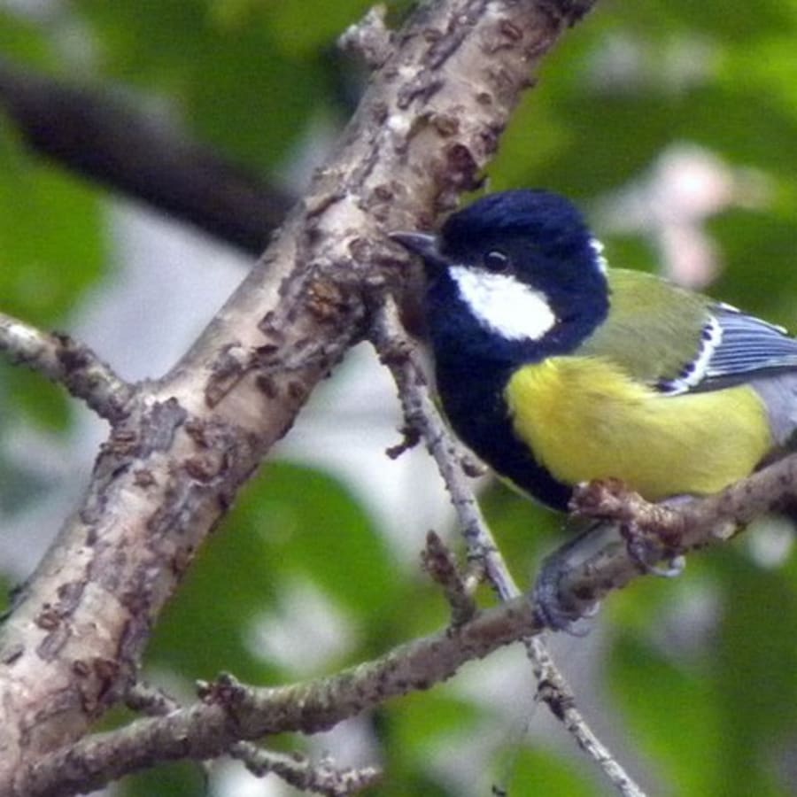 7-Day Sikkim Birding Tour with Monasteries and High-Altitude Lakes