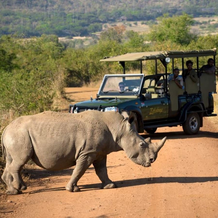 3-Day Pilanesberg Safari Tour with Sun City and Lodge Stay