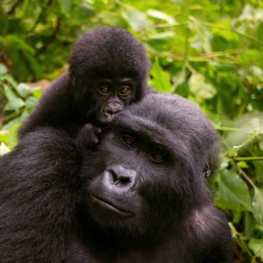 3-Day Uganda Gorilla Trekking Safari with Lake Bunyonyi Stay