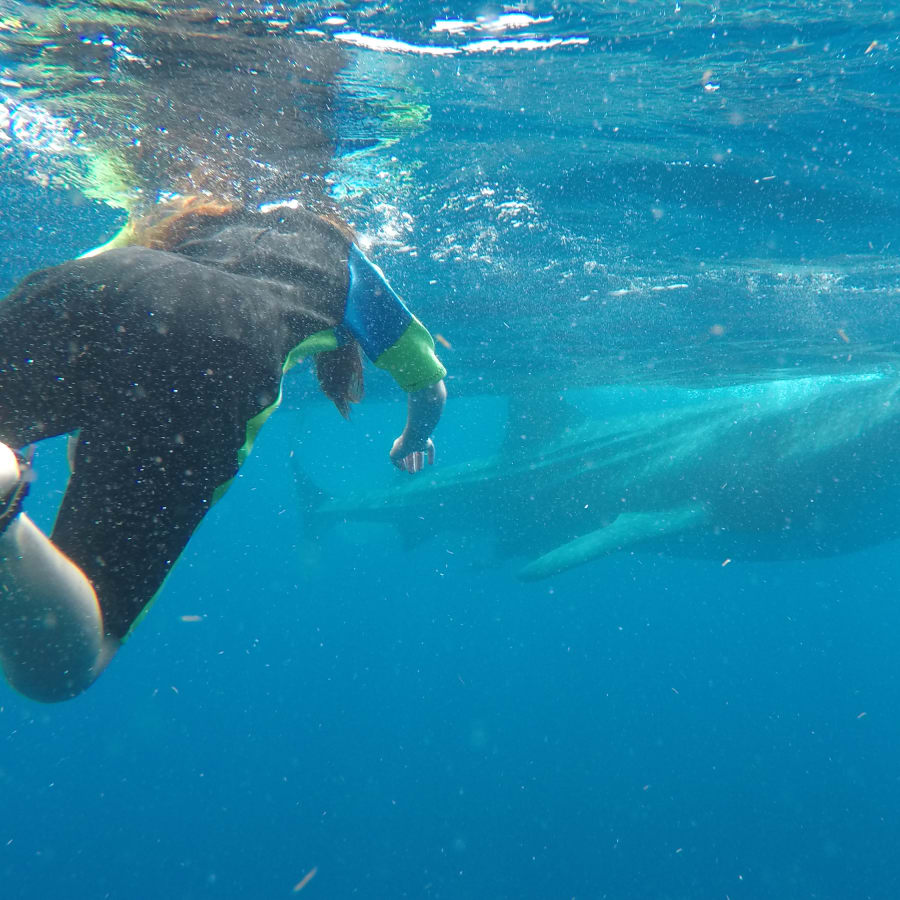 5-Hour Whale Shark Snorkeling Tour in Riviera Maya near Holbox