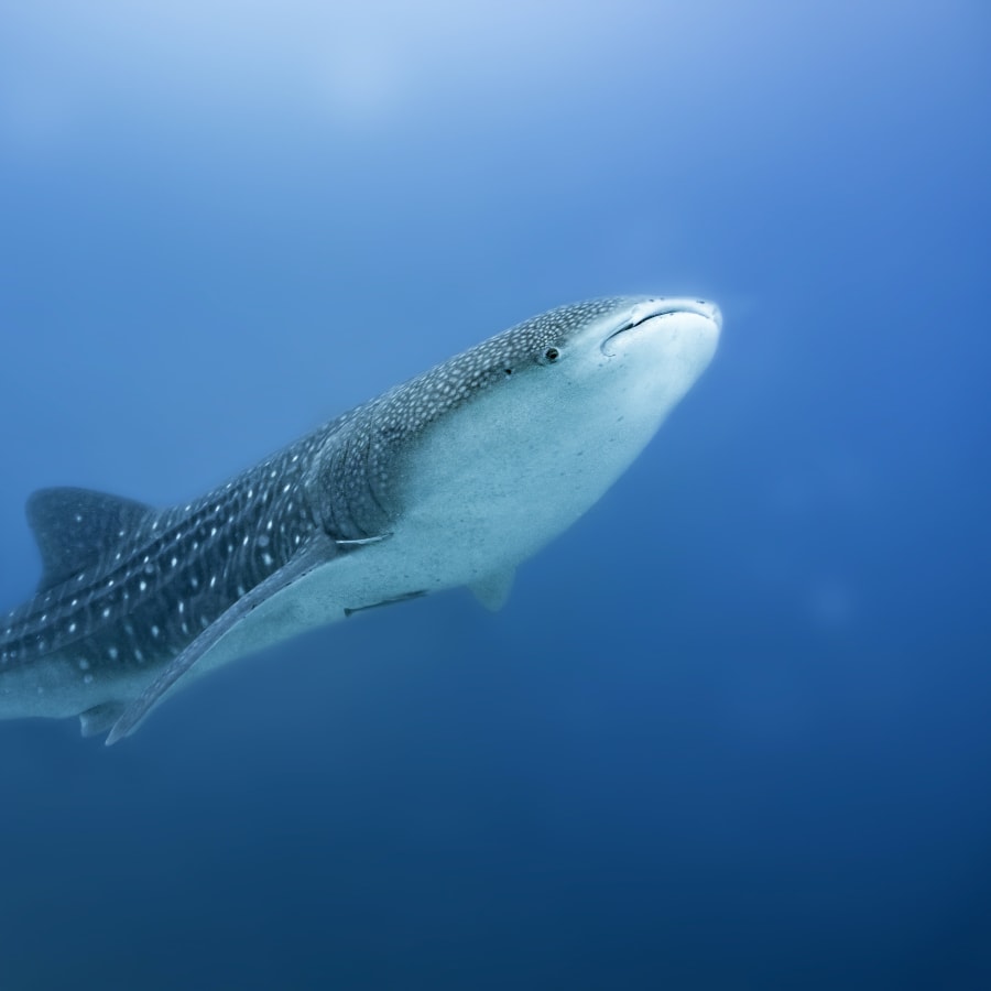 8-Hour Whale Shark Snorkelling Tour to Isla Mujeres from Cancún