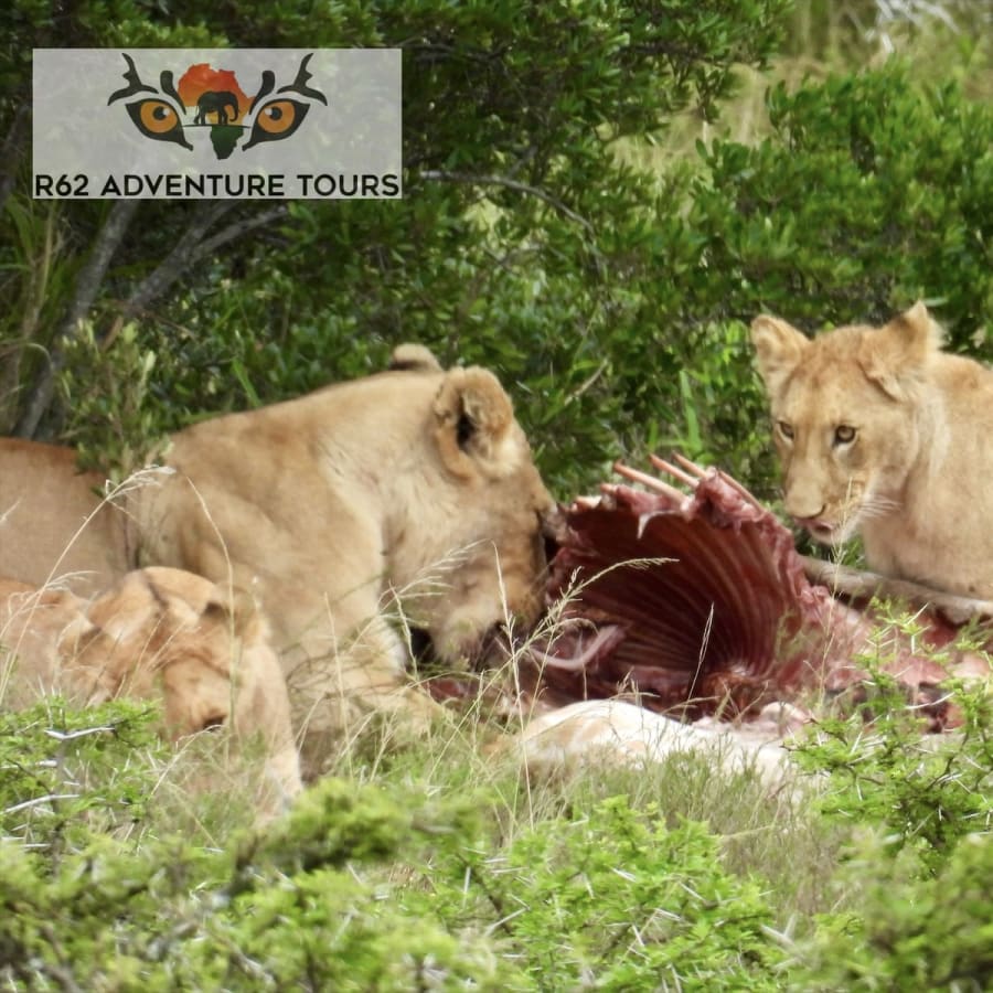 15-Day South Africa Adventure with Safari, Wine and Garden Route
