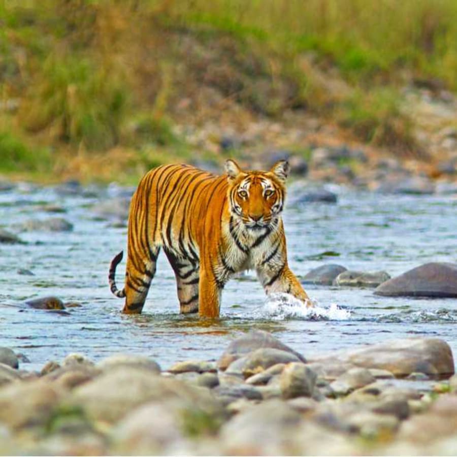 3-Day Jim Corbett Wildlife Safari with 2 Jeep Safaris