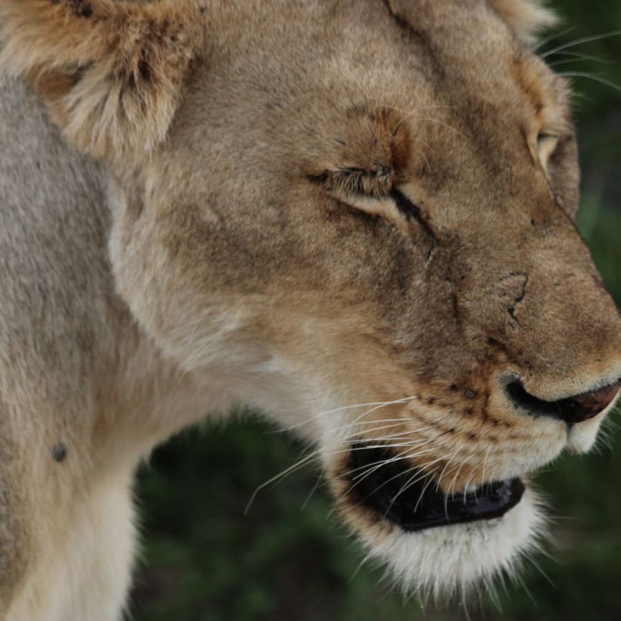 2-Day Elephant Coast Safari from Richards Bay with St. Lucia Cruise