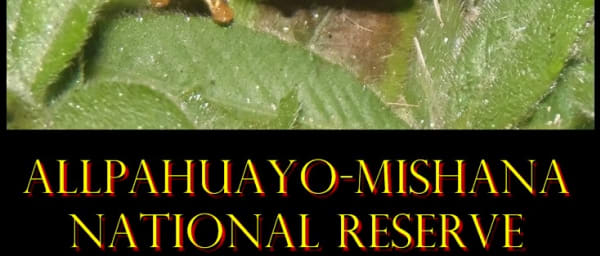 8-Hour Allpahuayo Mishana Reserve Tour from Iquitos with Night Walk