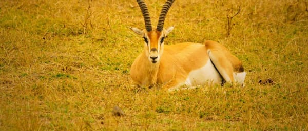 3-Day Serengeti and Ngorongoro Safari from Arusha with Big Five