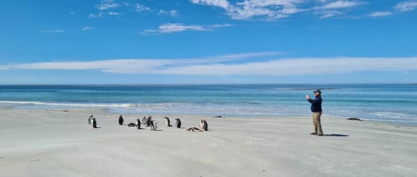5-Hour Penguin Tour from Stanley with Bertha's Beach and Yorke Bay
