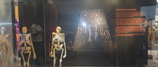 4-Hour Cradle of Humankind Tour from Johannesburg with Sterkfontein