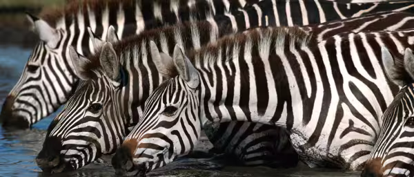 5-Day Serengeti Safari with Mara River Migration and Ngorongoro