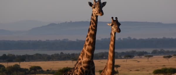 4-Day Tanzania Safari to Manyara, Serengeti and Ngorongoro