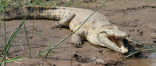 Full-Day Dorze Village and Lake Chamo Tour from Arba Minch