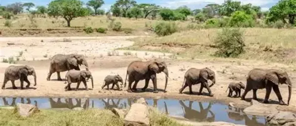 2-Day Tarangire Safari with Elephant Herds and Baobab Landscapes