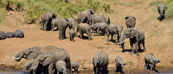 1-Day Tarangire National Park Safari with Elephant Herds and Baobabs