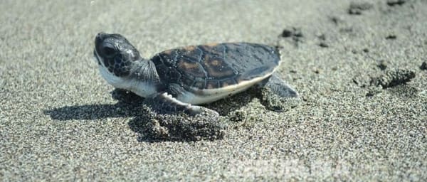 5-Hour Turtle Conservation Tour in Ubud with Balinese Lunch
