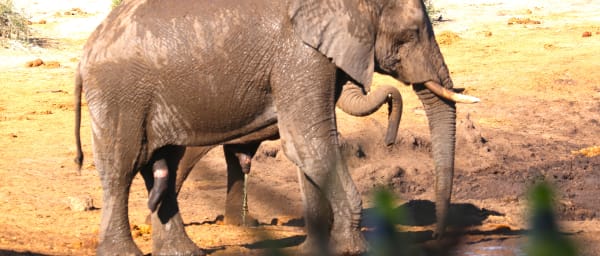 5-Day Victoria Falls and Hwange Safari with Zambezi Cruise