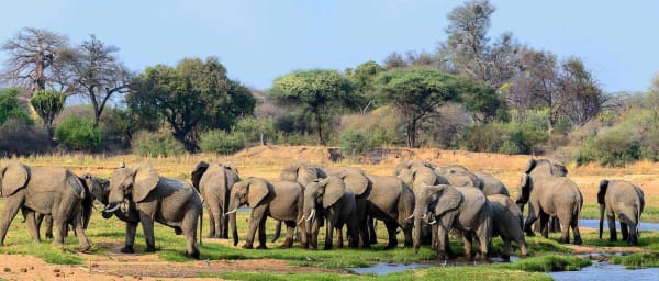3-Day Ruaha National Park Safari with Great Ruaha River Game Drives