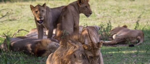 3-Day Selous Game Reserve Safari with Boat and Walking Safaris
