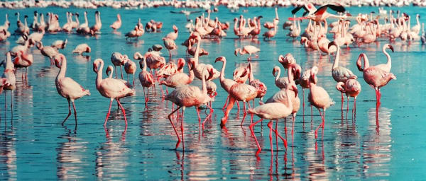 4-Day Masai Mara and Lake Nakuru Safari with Big Five Game Drives