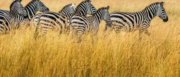 3-Day Masai Mara Safari with Mara River Picnic Lunch