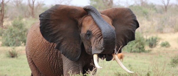 4-Day Tanzania Safari through Tarangire, Serengeti and Ngorongoro
