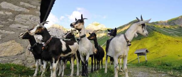 4-Hour Wine and Cheese Tour in Chalon-sur-Saône with Goat Farm Visit