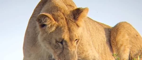 3-Day Tanzania Wildlife Safari with Ngorongoro, Manyara and Tarangire