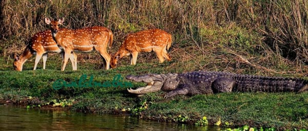3-Day Chitwan National Park Safari with Tharu Cultural Experience