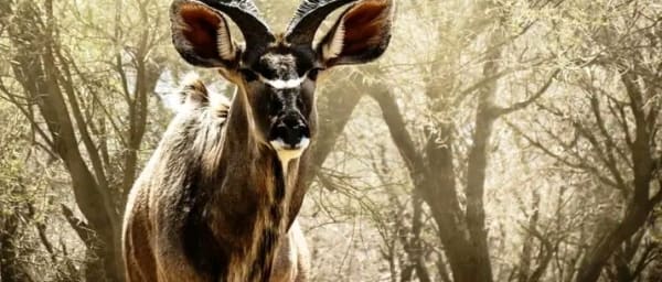 10-Day South Africa Safari with Soweto, Sun City and Sabi Sand