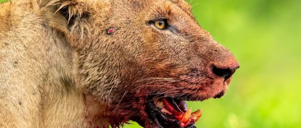 3-Day Zanzibar to Serengeti Safari with Ndutu Calving and Ngorongoro