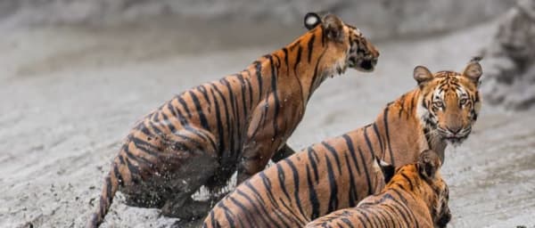 3-Day Sundarbans Mangrove Safari from Kolkata with Gosaba Village