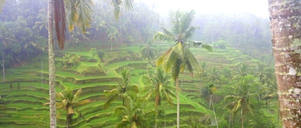 10-Hour Ubud Highlights Tour with Temples, Dance and Monkey Forest