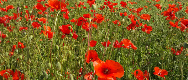Full-Day Somme Battlefield Tour with Villers-Bretonneux and Bullecourt