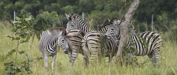 6-Hour Shai Hills Wildlife Trek and Lake Volta Cruise