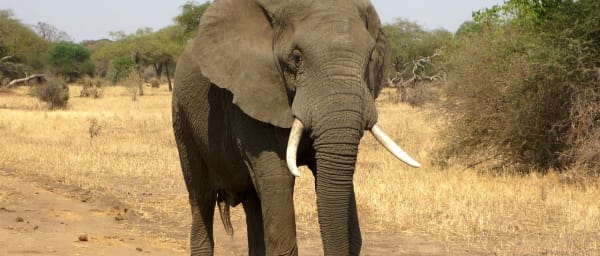 12-Hour Aquila Private Game Reserve Safari with Breakfast and Lunch