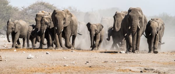 5-Day Luxury Safari in Tarangire, Serengeti and Ngorongoro