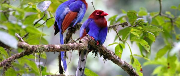 18-Day Birdwatching Safari in Sri Lanka with National Parks and Heritage