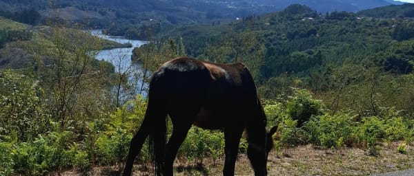 8-Hour Peneda-Gerês National Park Tour with Lindoso and Soajo