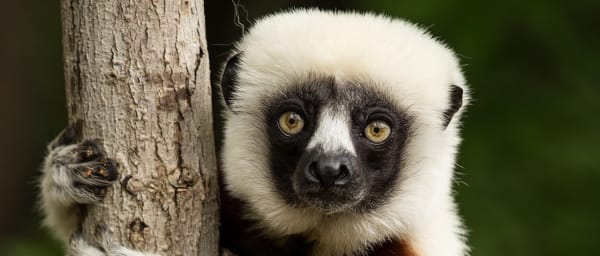 3-Day Andasibe Rainforest Wildlife Tour with Night Walks