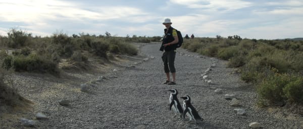8-Hour Punta Tombo Penguin Colony Tour with Optional Dolphin Watching