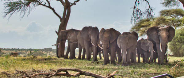 1-Day Tarangire National Park Safari with Baobabs and Elephant Viewing