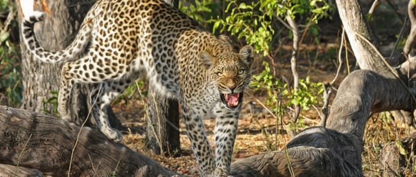 3-Day Maasai Mara Safari from Nairobi with Mara River Game Drives