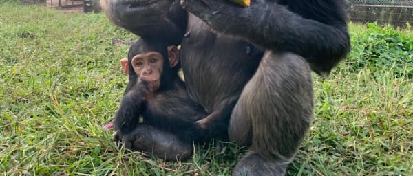 2-Day Chimp Tracking Tour to Ngamba Island on Lake Victoria